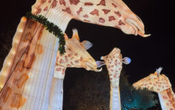 “Festival Brilla Zoo”: El plan navideño perfecto en Getafe