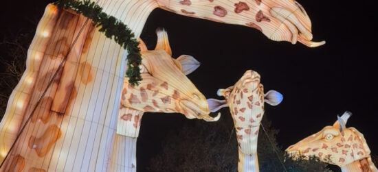 “Festival Brilla Zoo”: El plan navideño perfecto en Getafe “Festival Brilla Zoo”: El plan navideño perfecto en Getafe